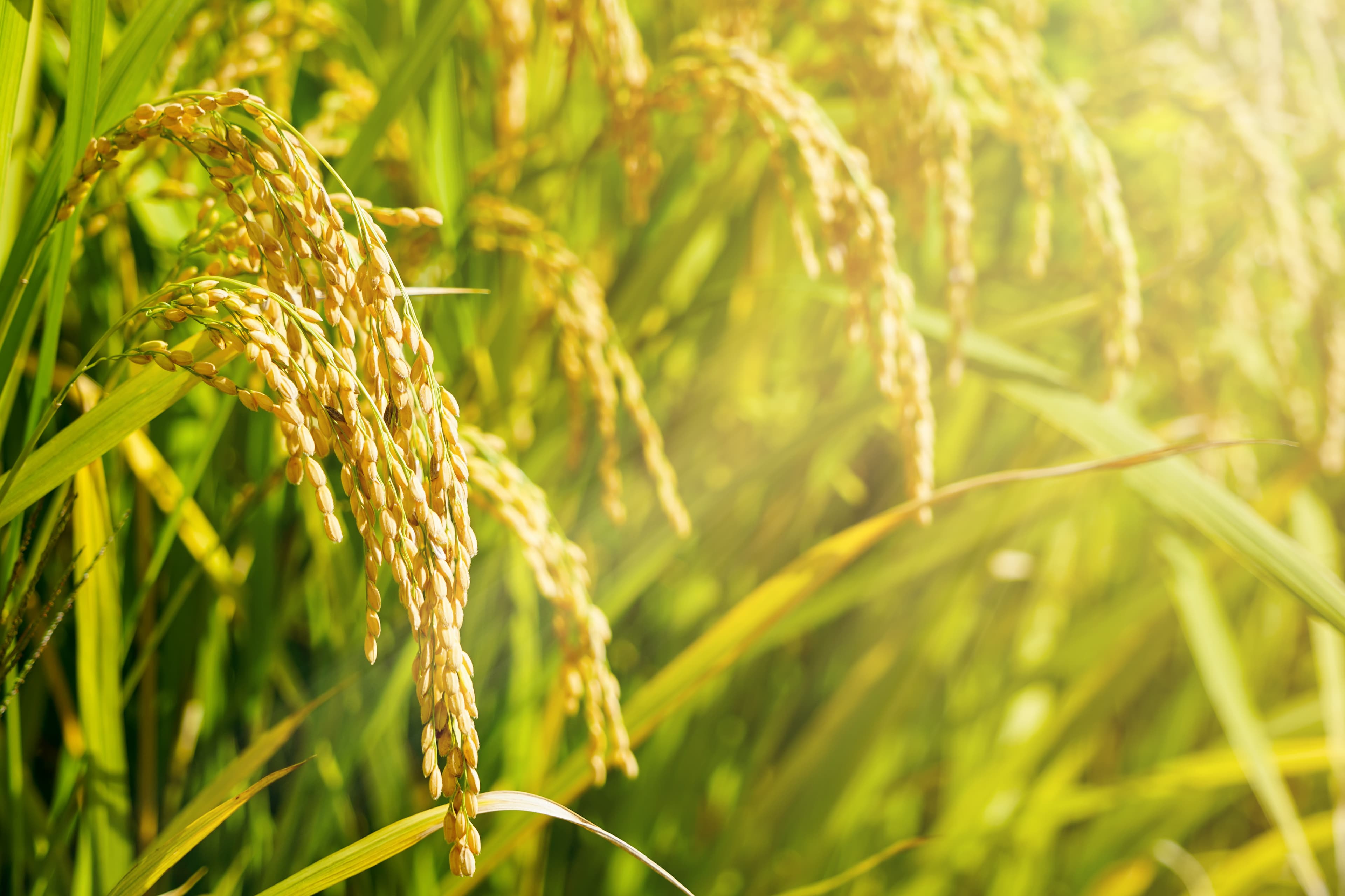 A rice field