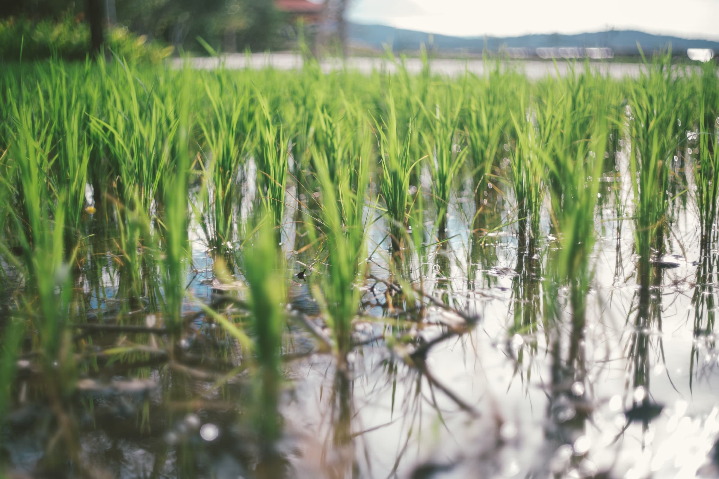 A flooded rice field