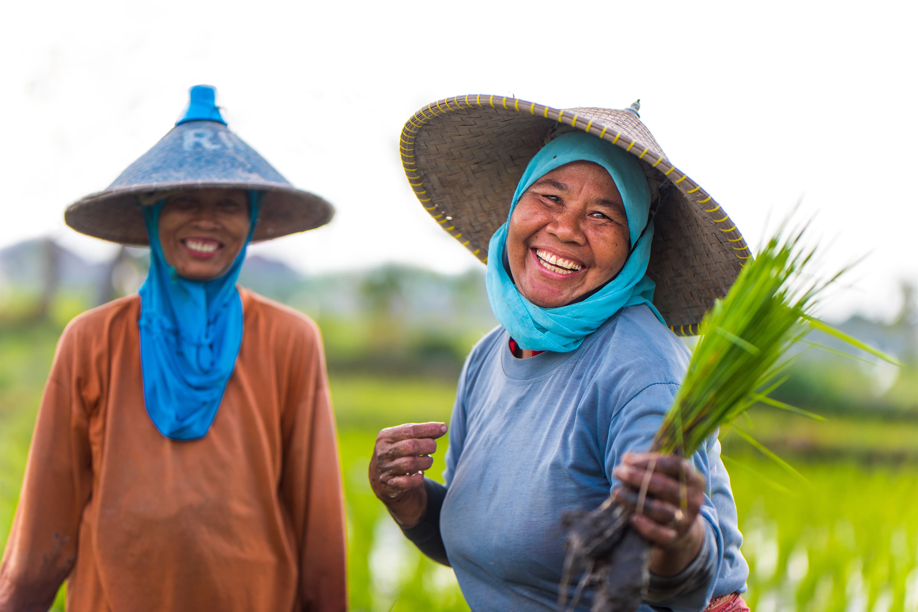 Two rice farmers, one holding a plant