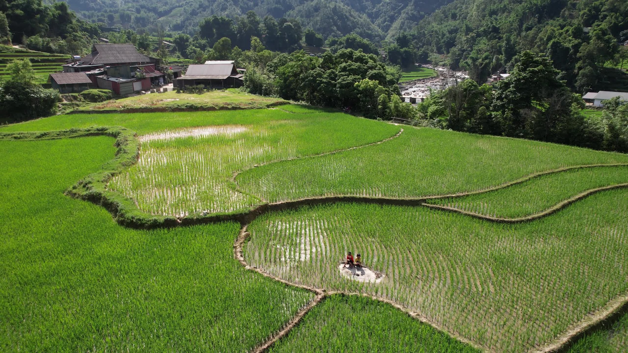 A flyover of rice fields
