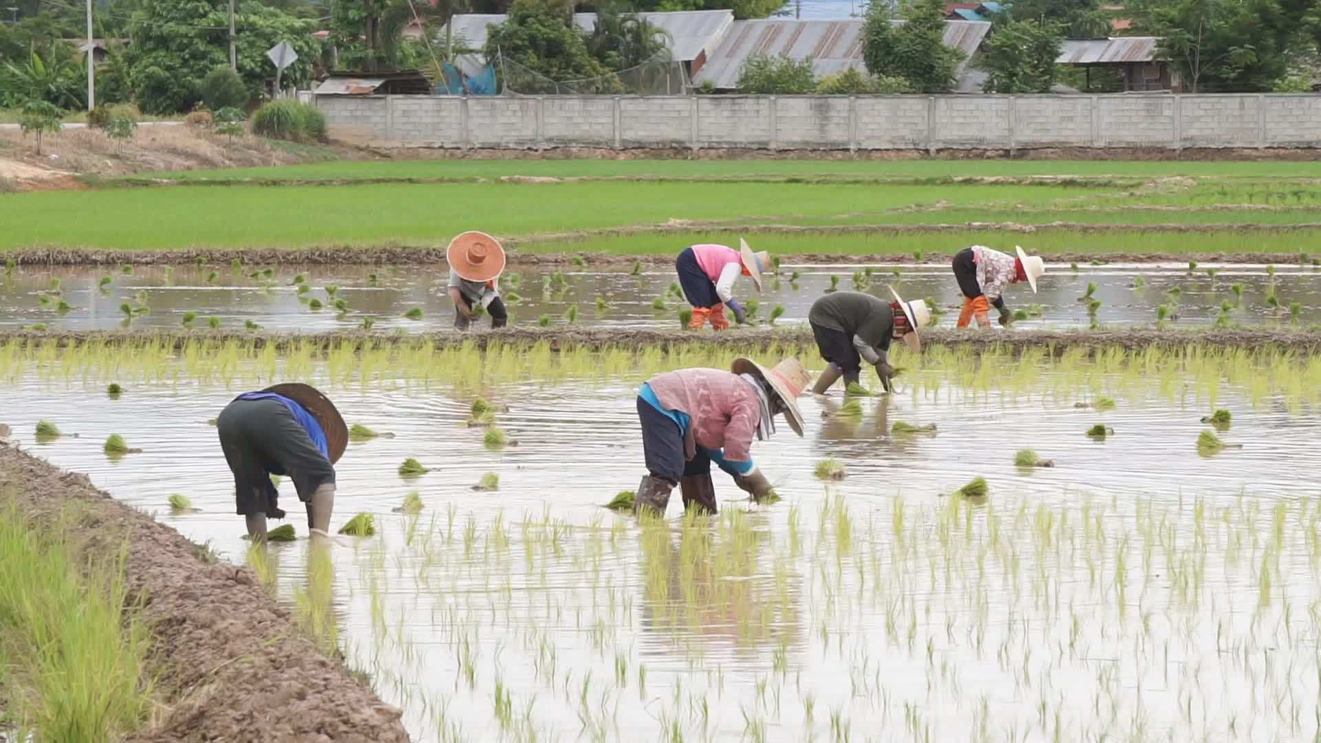 Farmers in a flooded field