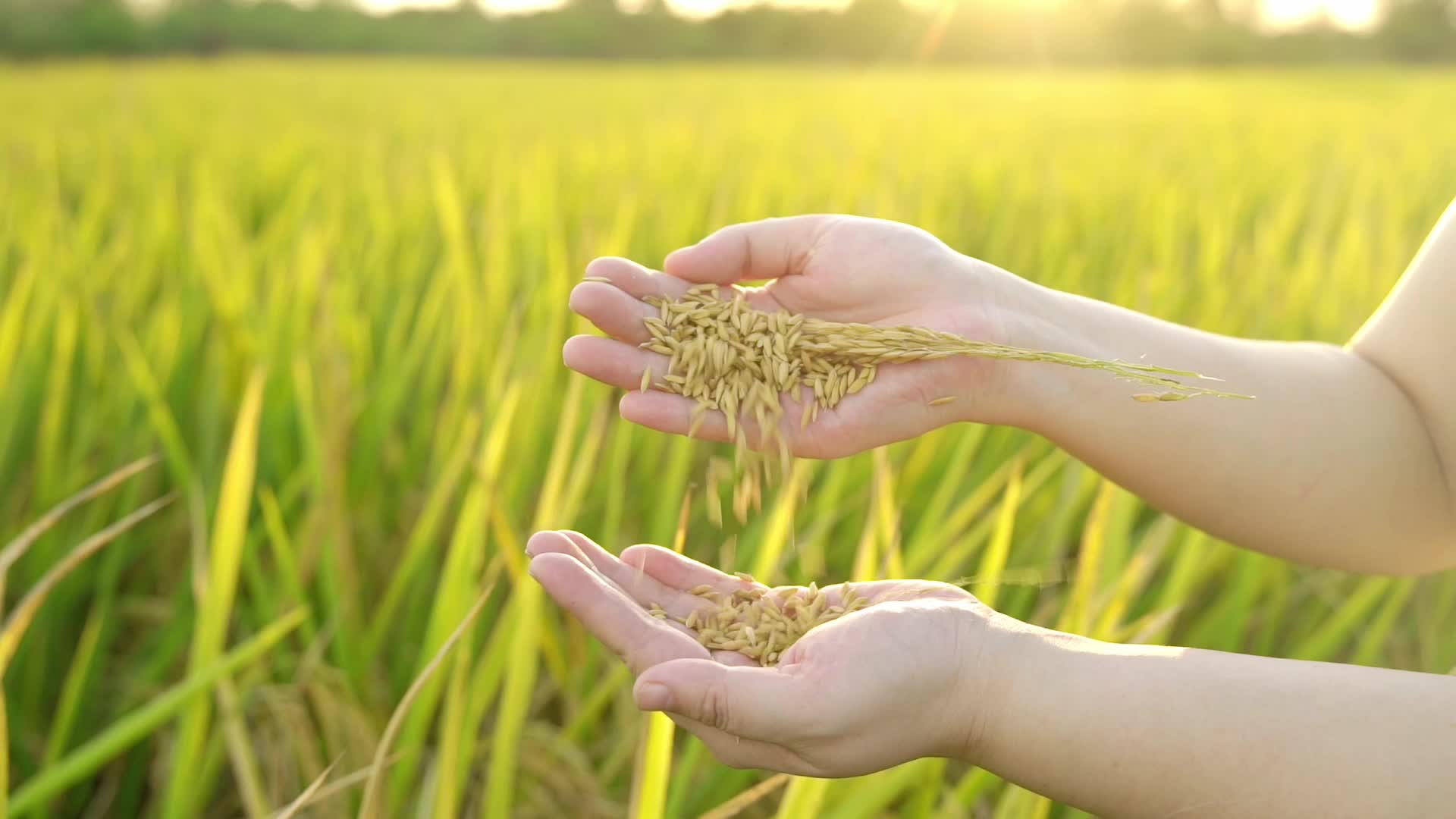 Two hands holding grains